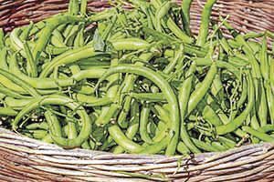 Bush beans